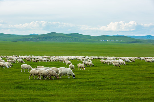 夏季草原吃草的羊群