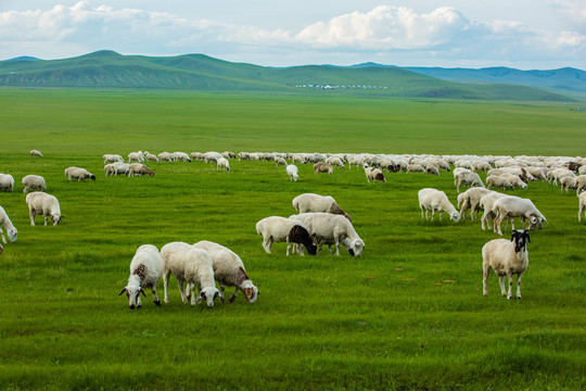 夏季草原羊群吃草