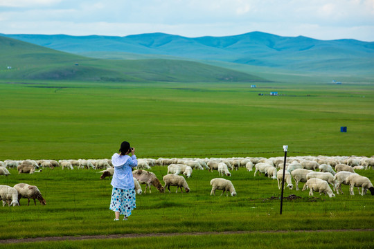 夏季草原羊群时尚女性