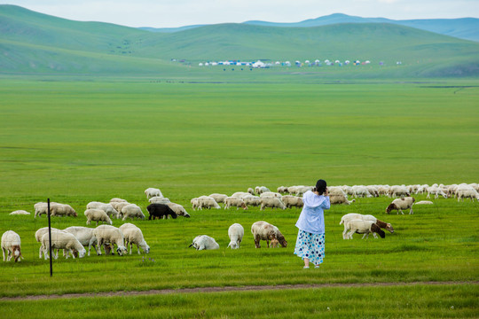 夏季草原羊群女人