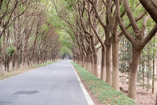 林地道路