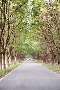 林地道路