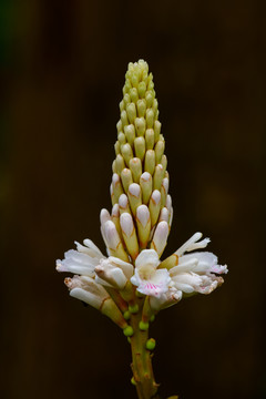 姜科花蕾