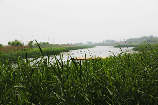 芦苇荡湿地