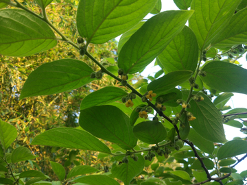 野柿子花