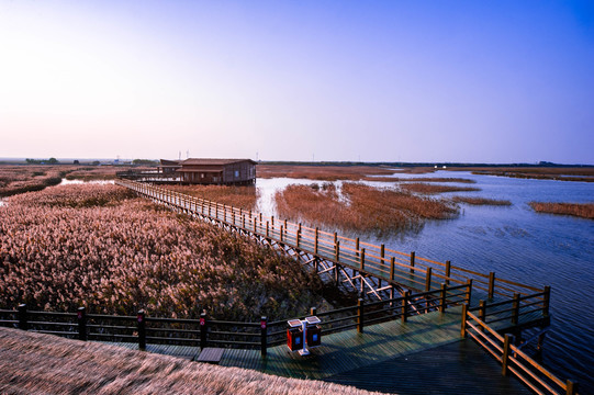 湿地公园芦苇