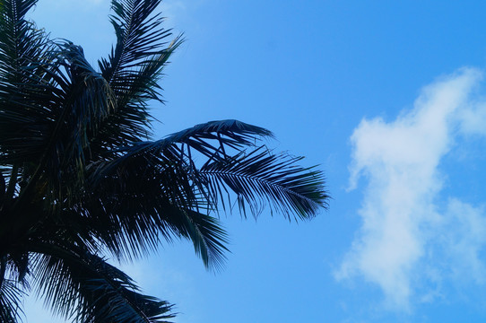 蓝天白云下椰子树
