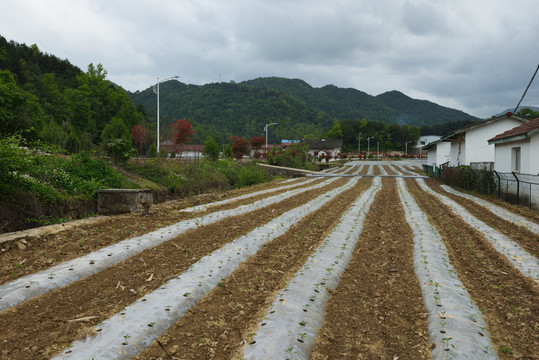 美丽田园