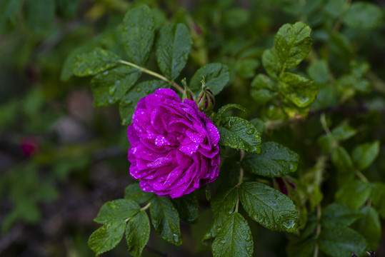 玫瑰花