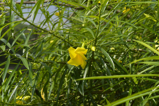 黄蝉花朵与枝叶