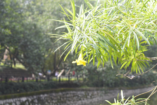 黄婵花朵与枝叶