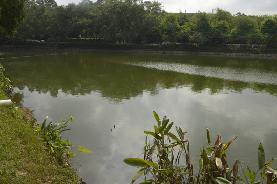 麓湖公园美景