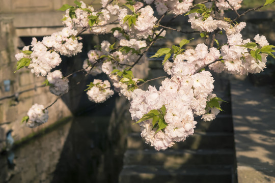 水畔樱花