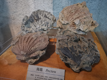 海扇化石
