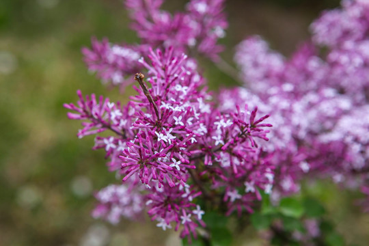 丁香花