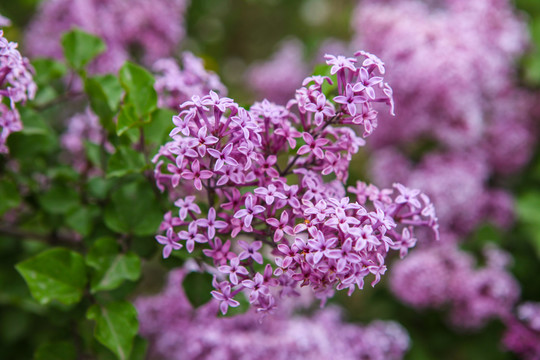 丁香花