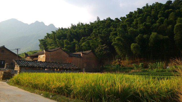 乡村风景农田