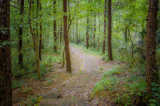 林间小路