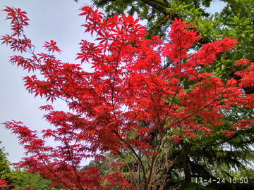 红枫树