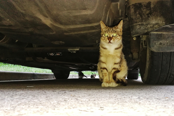 小区的野猫