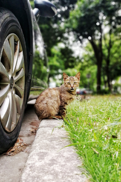 小区的野猫