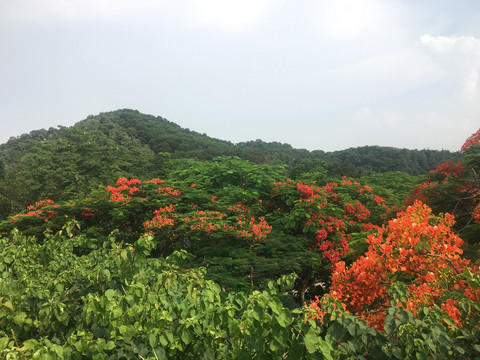 开花的凤凰树