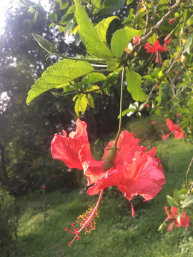 扶桑花朵