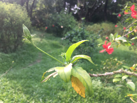 扶桑花苞与枝叶