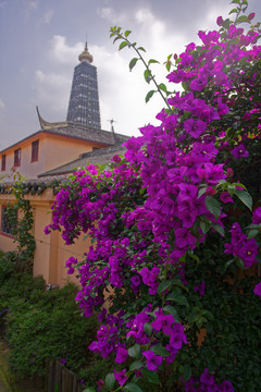 龙兴禅院