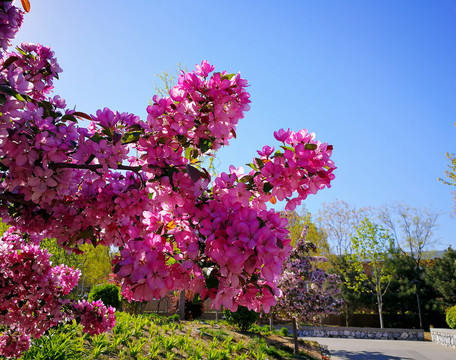 海棠花