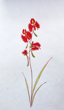花草