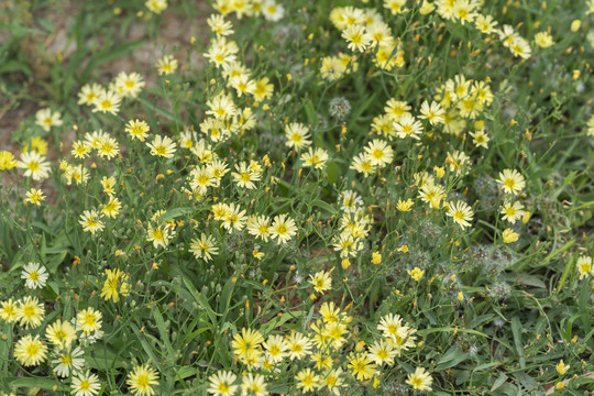 野花黄花苦菜花