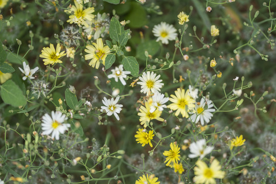 野花黄花苦菜花