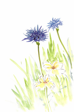 藍(lán)色的小花