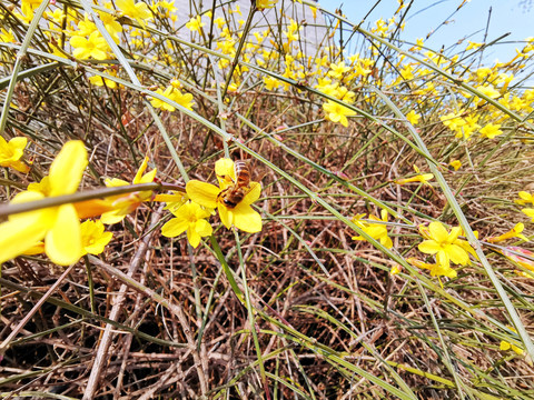 迎春花和蜜蜂