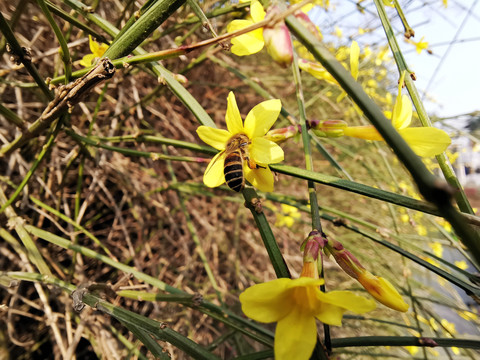 迎春花和蜜蜂