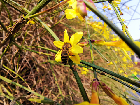 迎春花