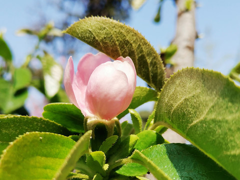 木瓜花特写