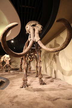 猛犸象骨骼
