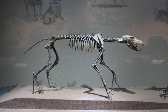 狼骨化石