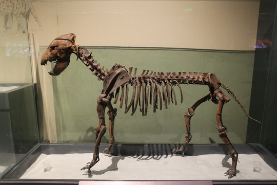 狼骨化石标本