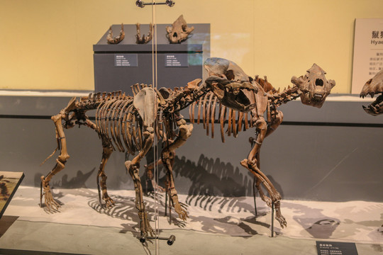 狼骨化石标本