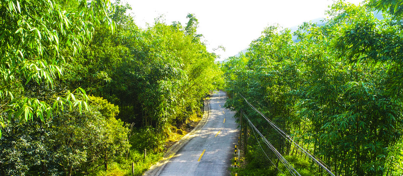 竹林道路