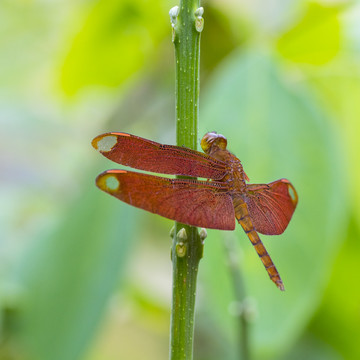 网脉蜻