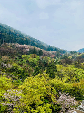 树木风景