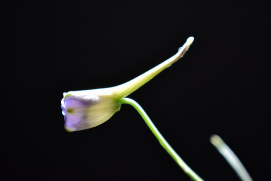 飞燕草棚拍