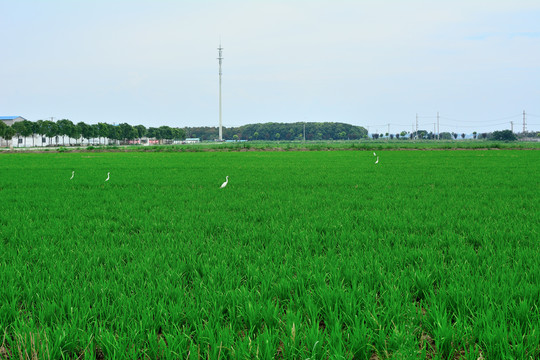 稻田白鹭