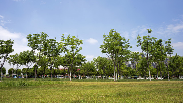 合肥滨湖岸上草原