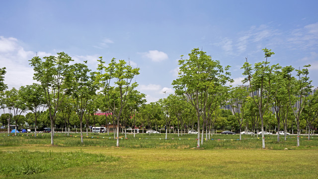 合肥滨湖岸上草原