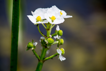 茨菇花